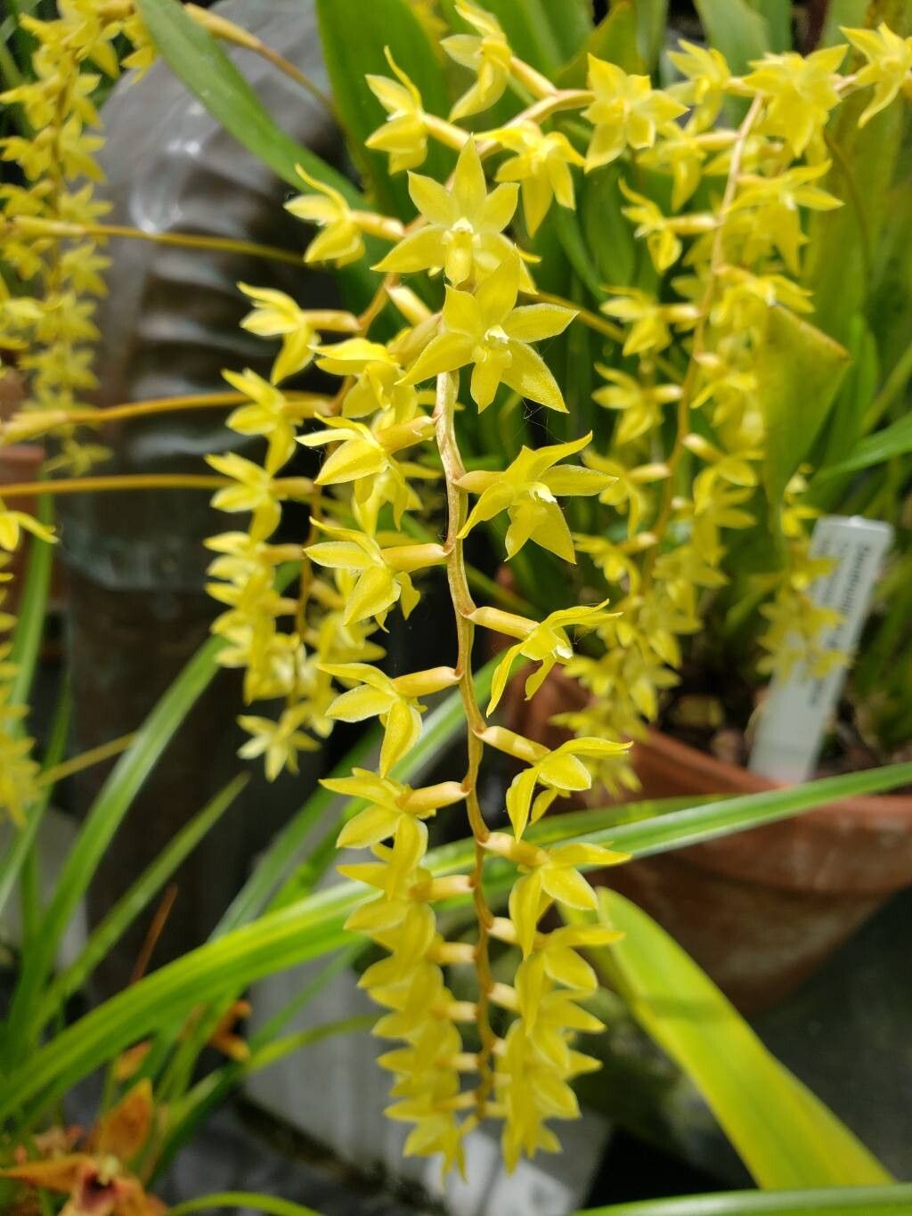 Coelogyne abbreviata flower