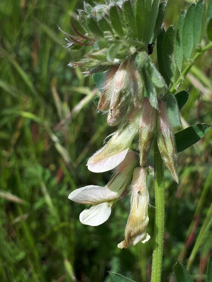 Vicia pannonica flower
