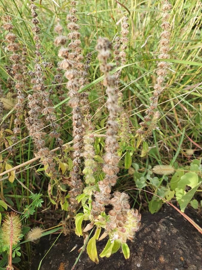 Ocimum kilimandscharicum fruit