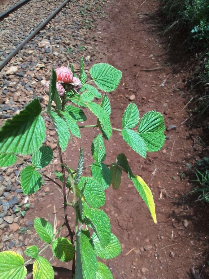 Rubus ellipticus leaf