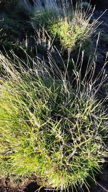 Dactylis smithii leaf