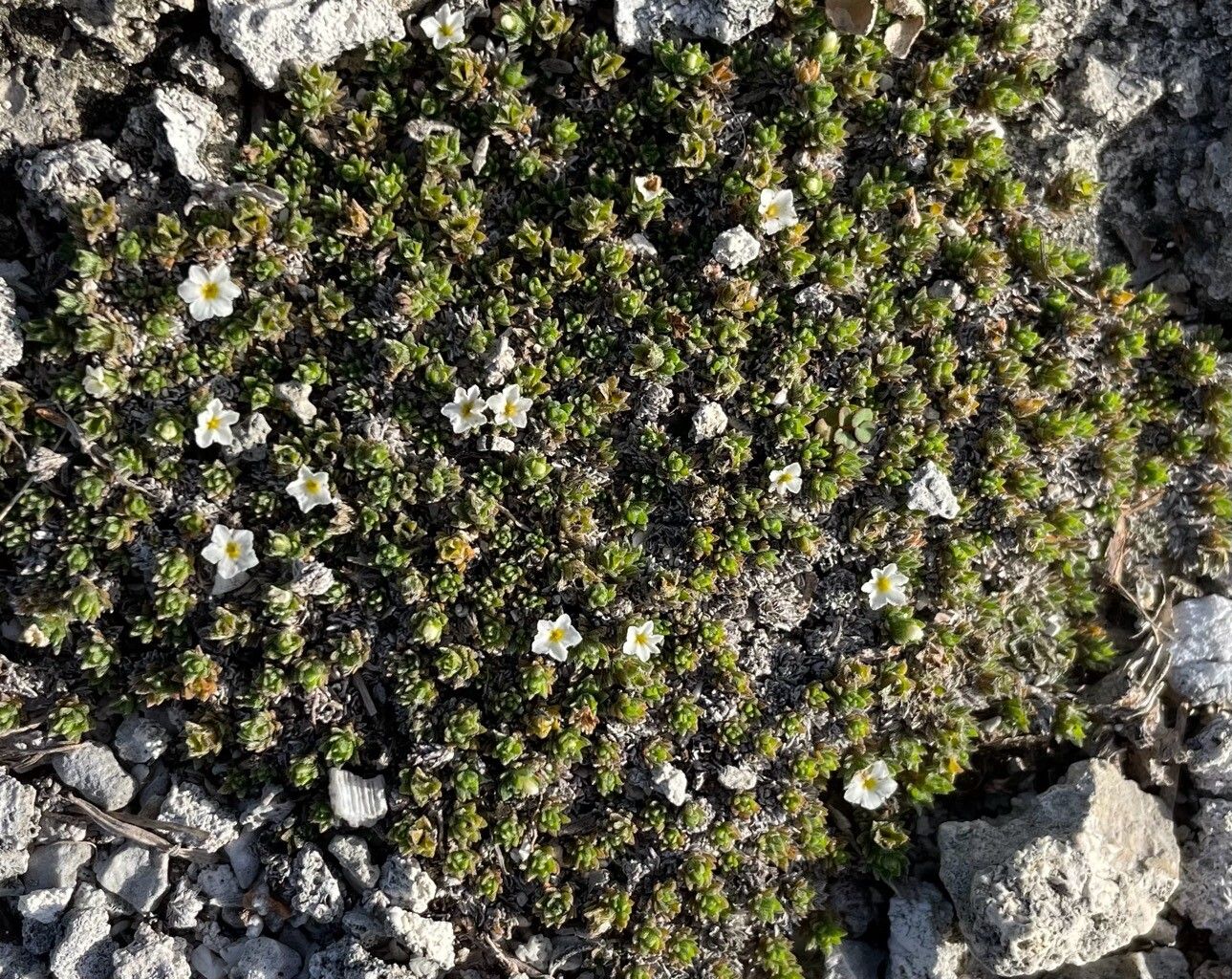 Euploca humifusa flower