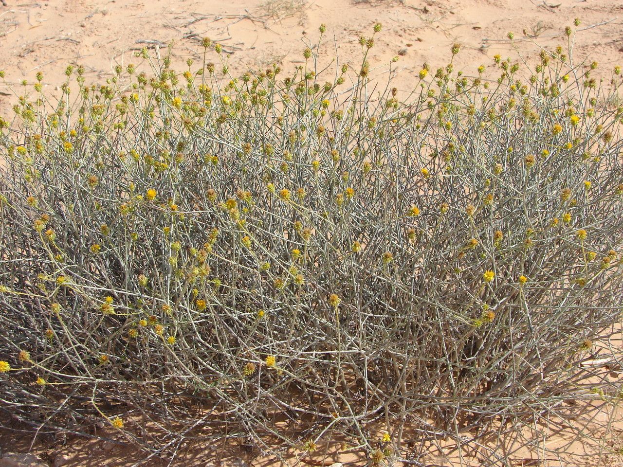 Bebbia juncea flower