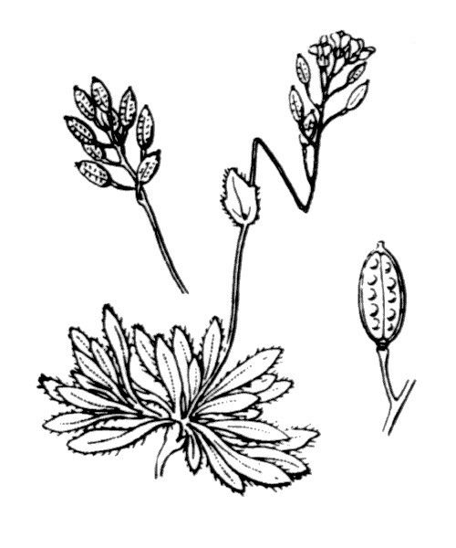 Draba fladnizensis other