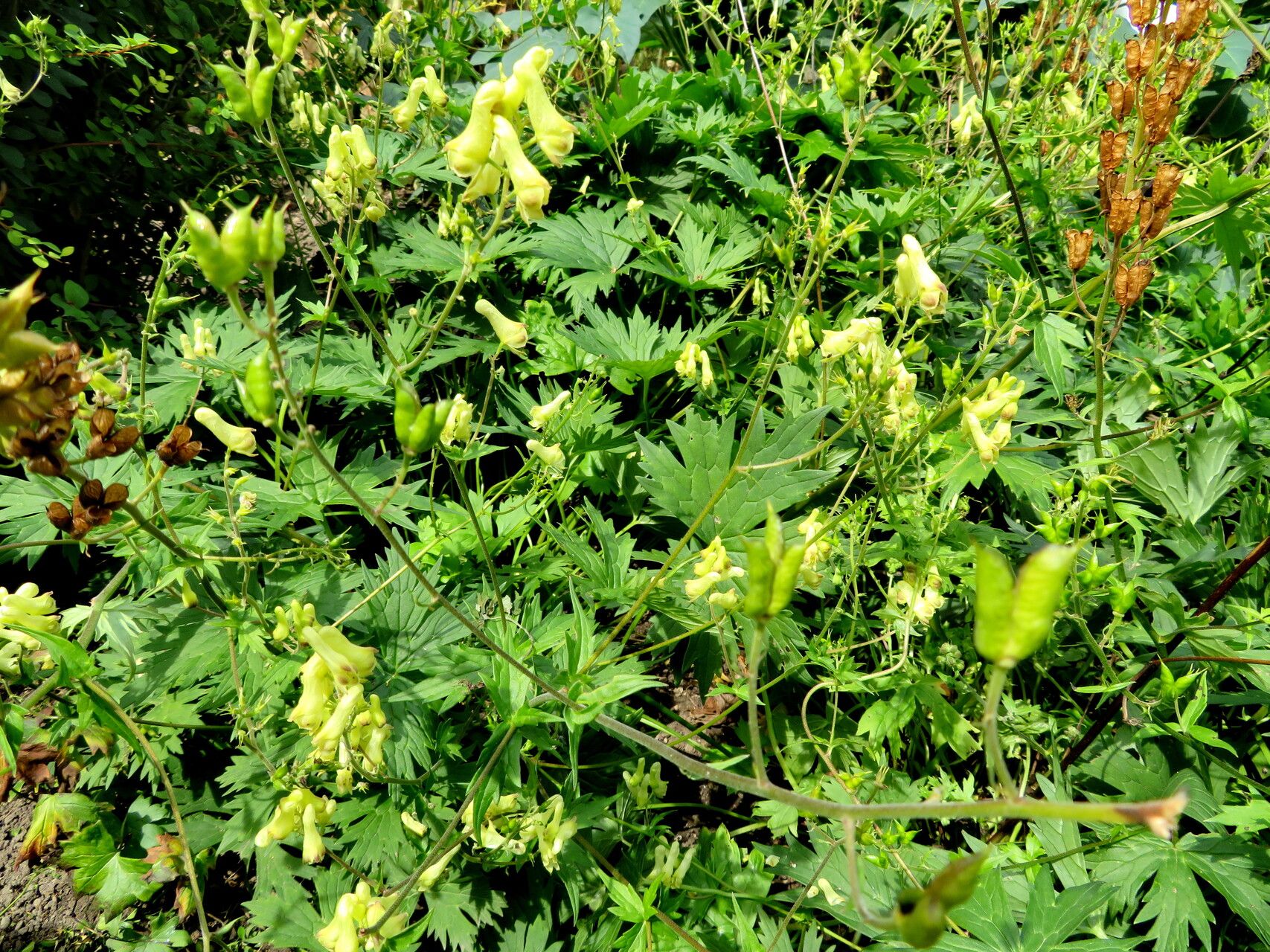 Aconitum vulparia habit