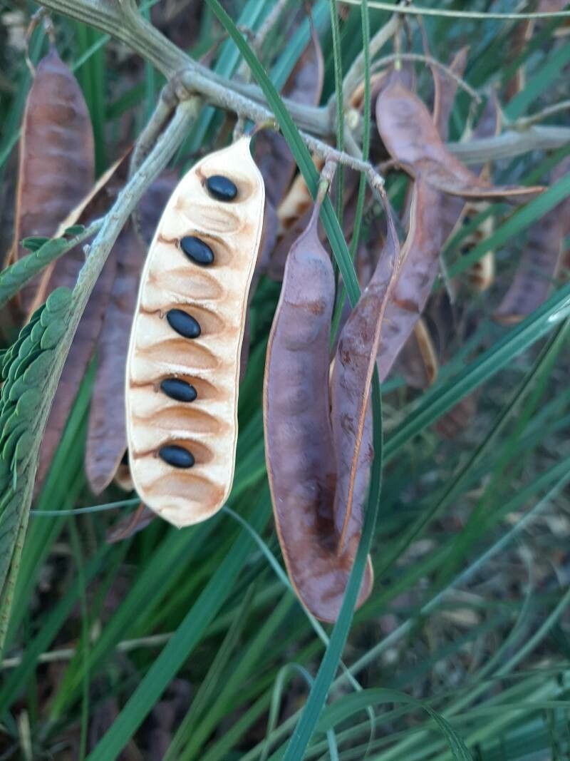 Paraserianthes lophantha fruit