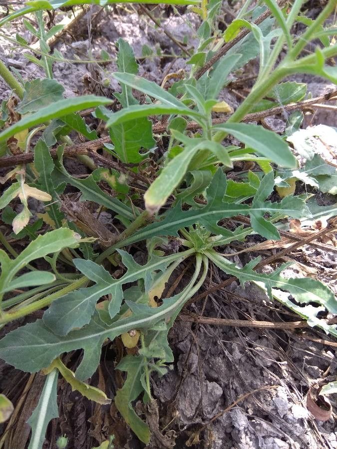 Centaurea iberica leaf