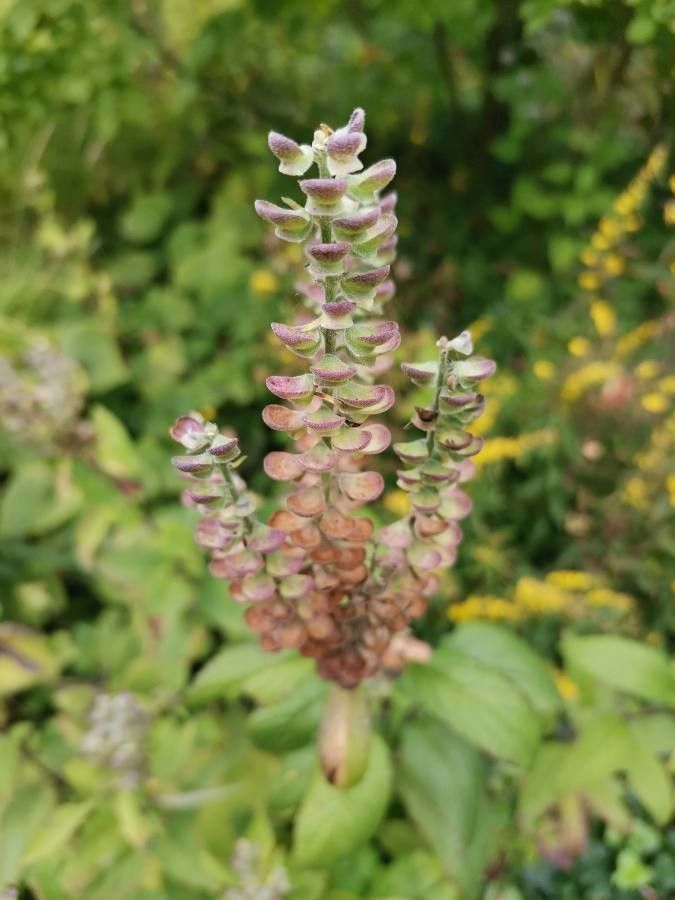 Scutellaria incana fruit