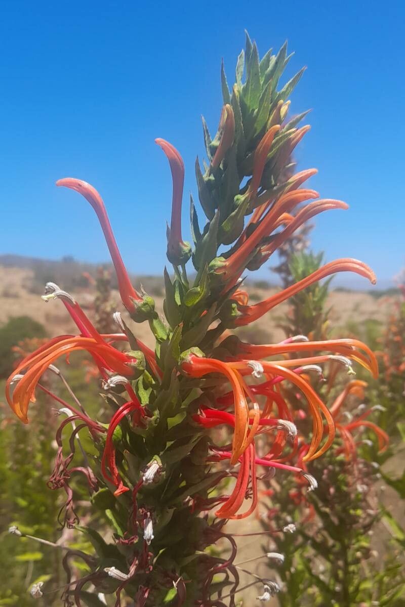 Lobelia excelsa flower
