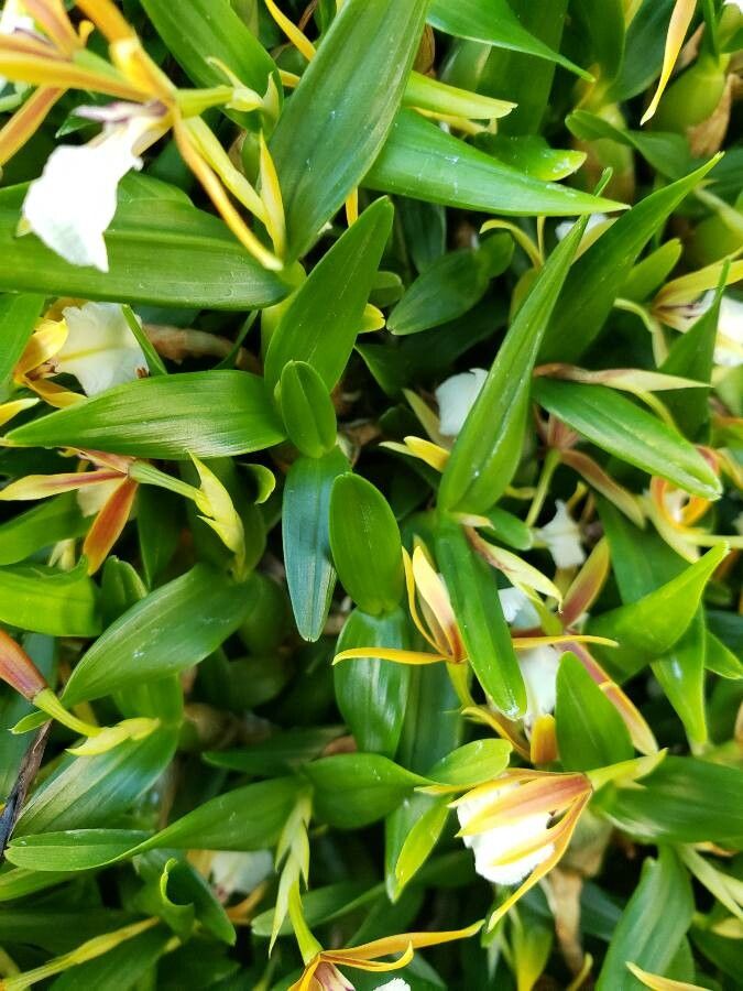 Dinema polybulbon — houseplant care guide