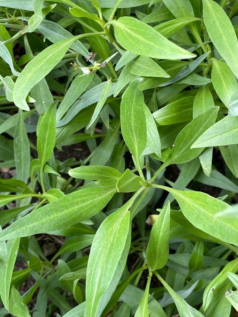 Centranthus angustifolius leaf