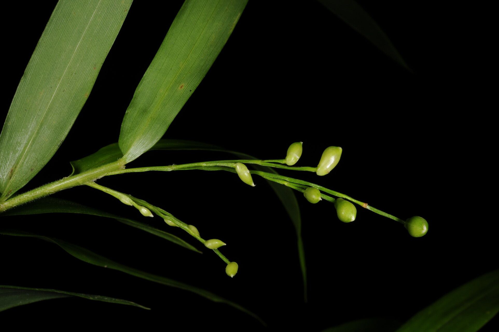 Lasiacis rugelii — houseplant care guide