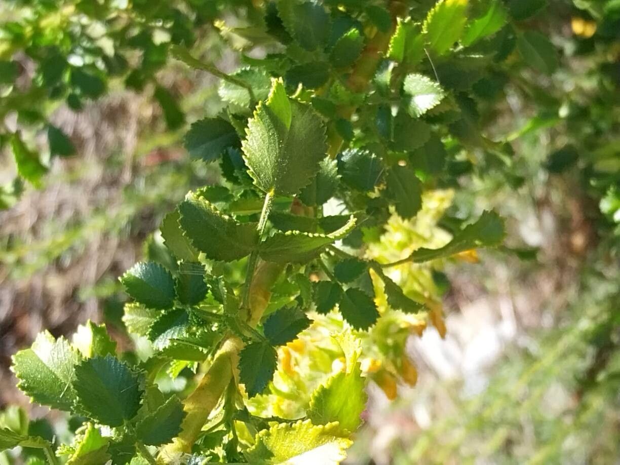 Ononis speciosa leaf