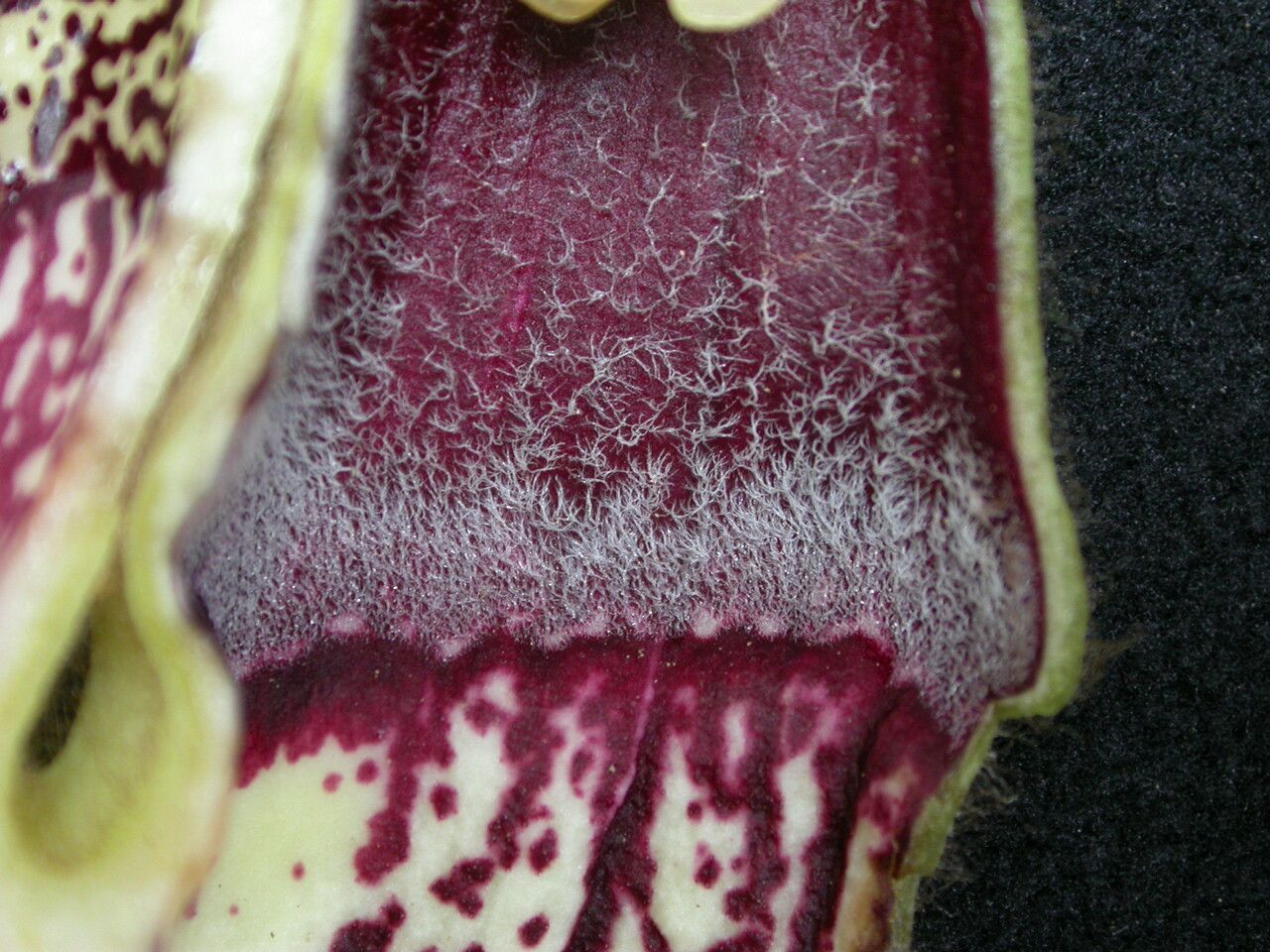 Aristolochia griffithii habit