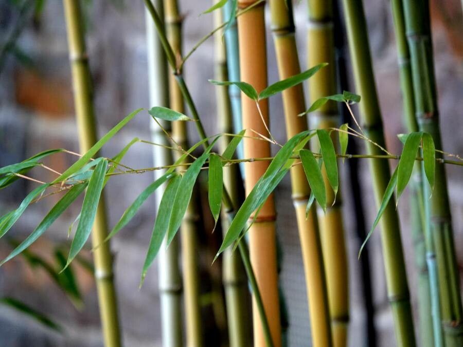 Phyllostachys nigra