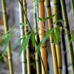 Phyllostachys nigra