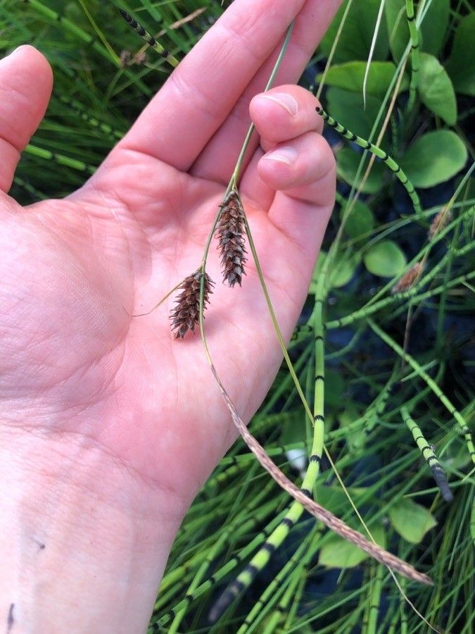 Carex lasiocarpa flower