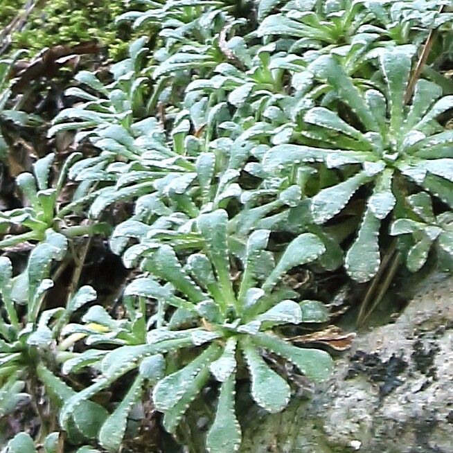 Saxifraga cochlearis leaf