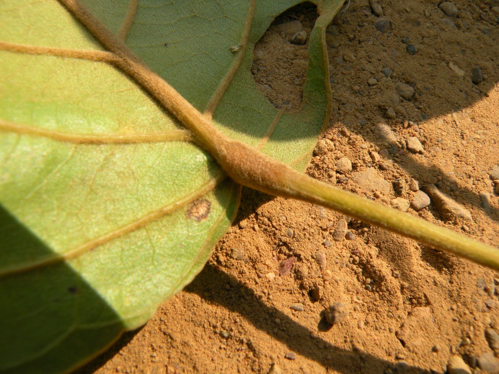 Baphia bequaertii leaf