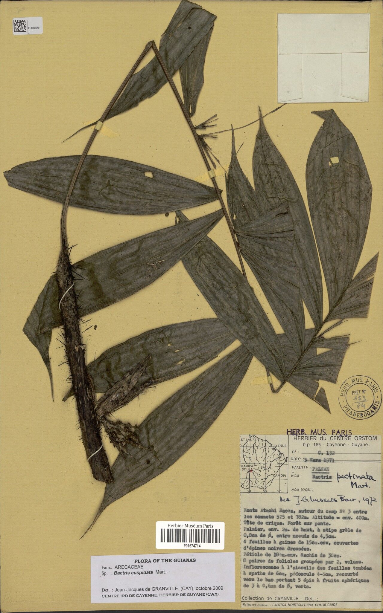 Bactris cuspidata — houseplant care guide