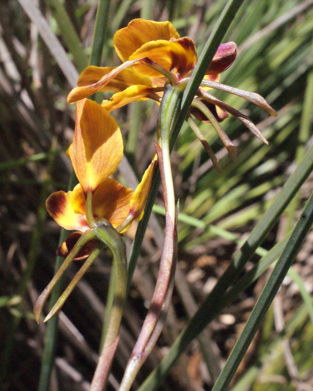 Diuris carinata habit