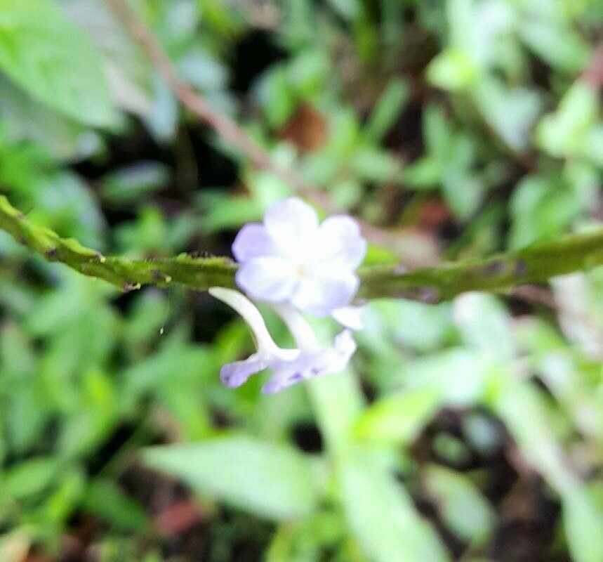 Stachytarpheta cayennensis flower