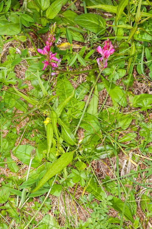 Onobrychis montana flower
