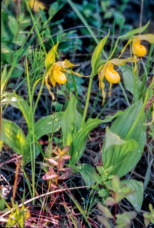 Cypripedium parviflorum flower