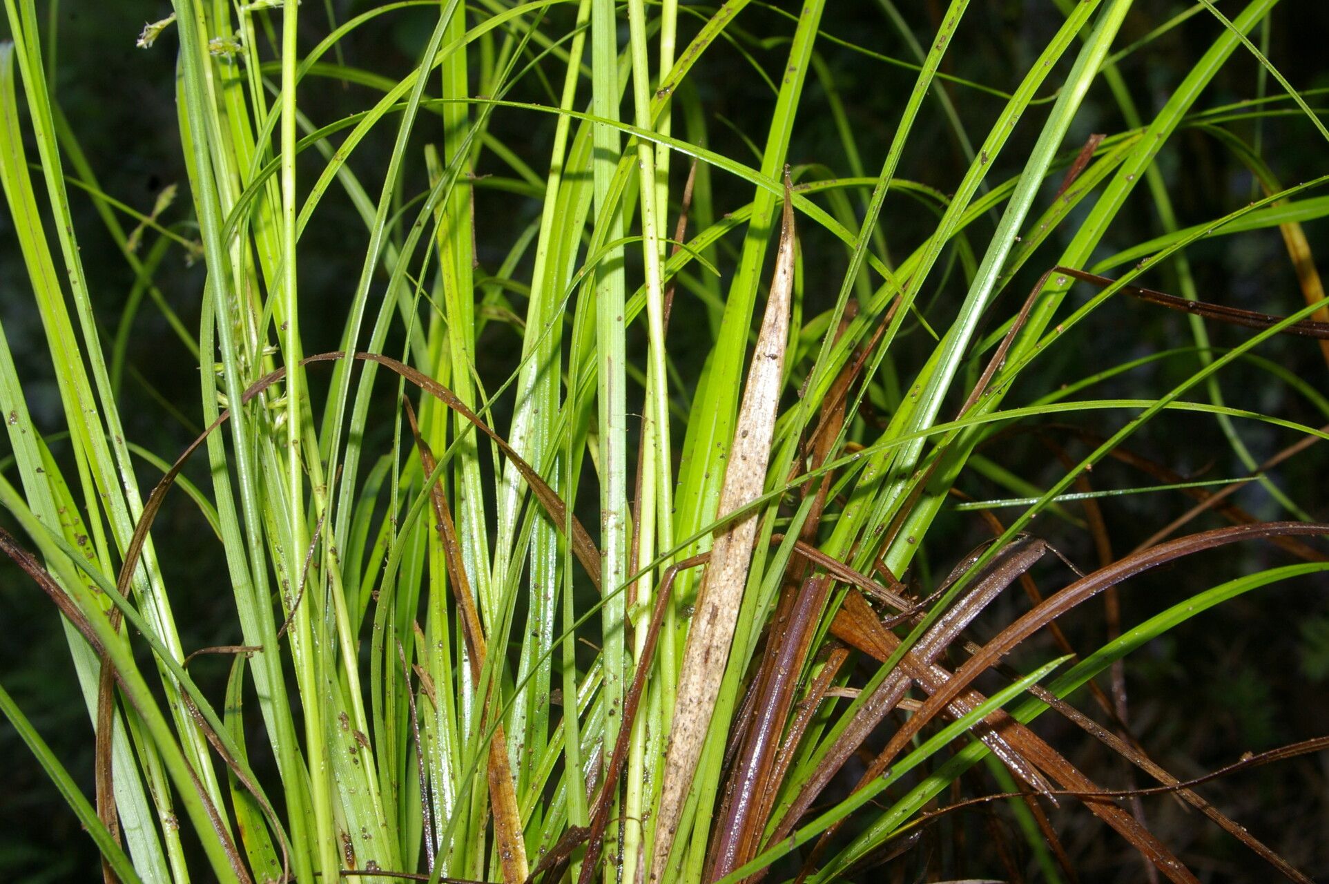 Carex polystachya — houseplant care guide