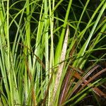 Carex polystachya