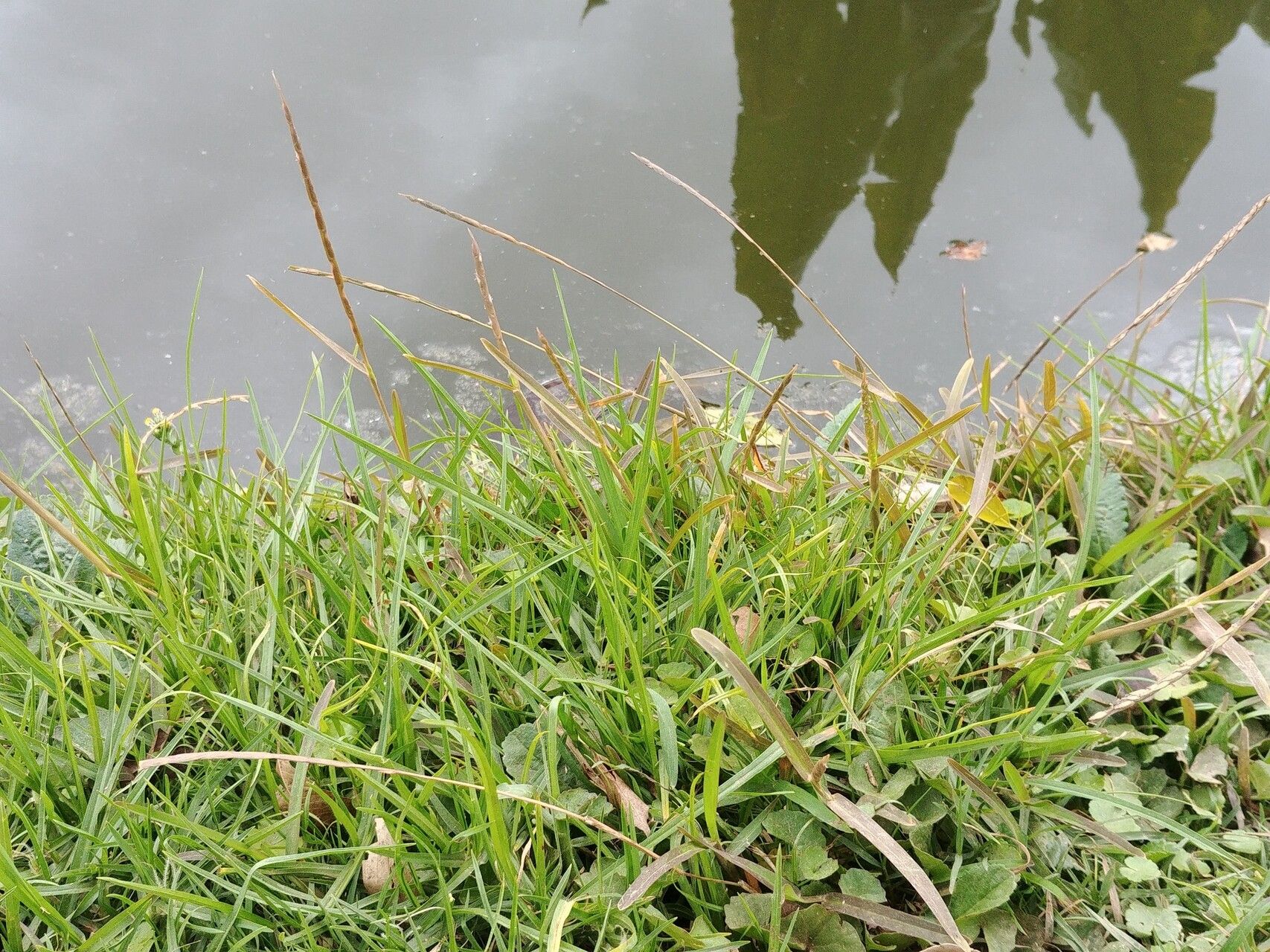 Stenotaphrum unilaterale — houseplant care guide