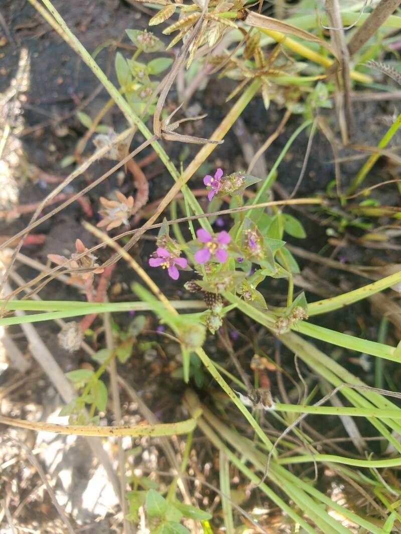 Ammannia senegalensis leaf