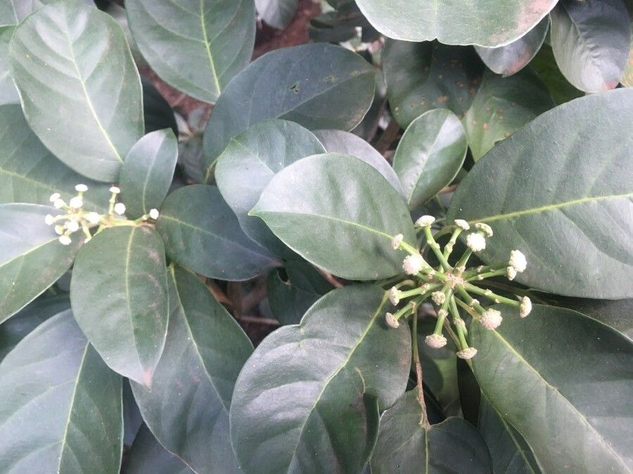 Dendropanax cuneatus flower