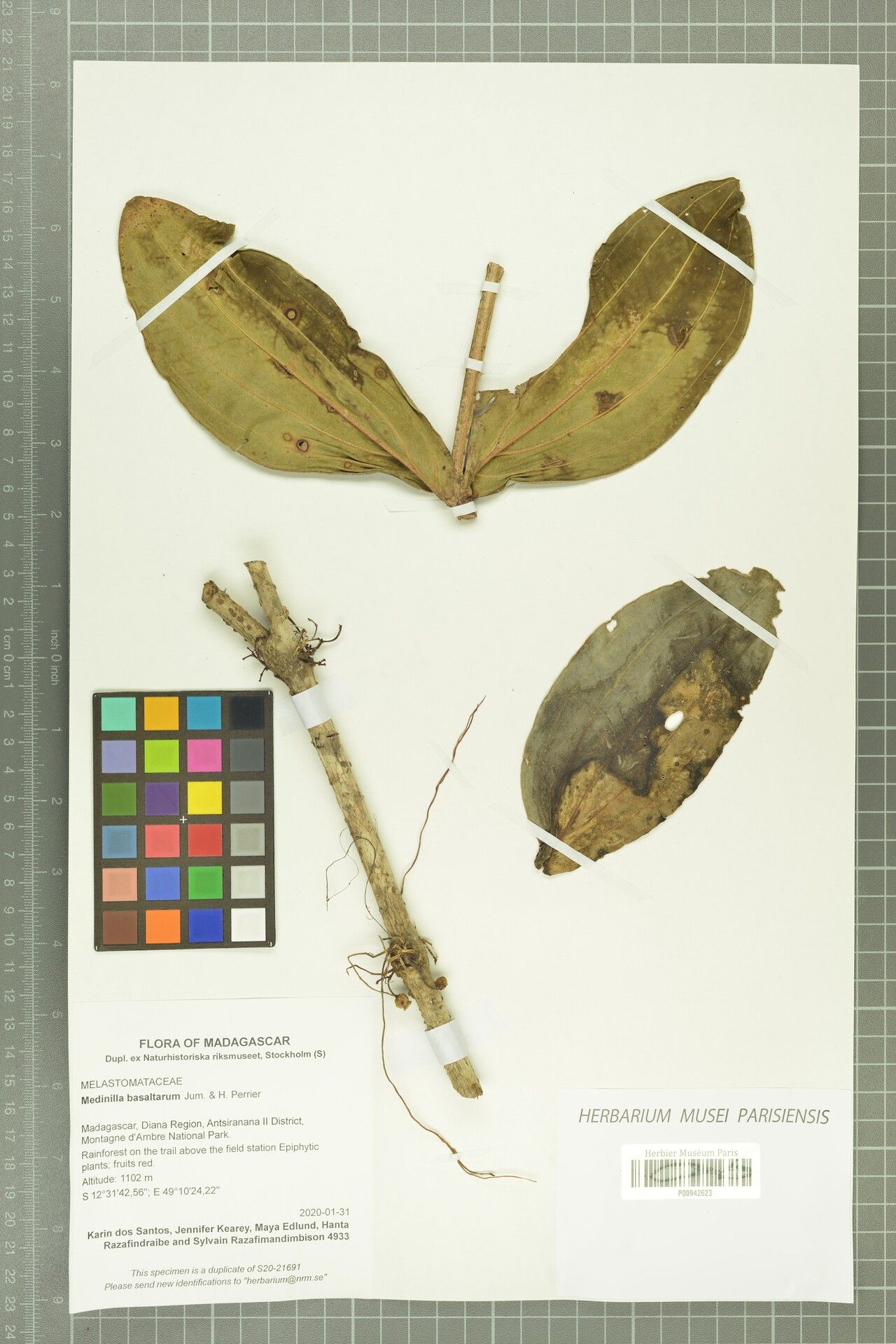 Medinilla basaltarum — related species from the same genus