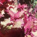 Amaranthus tricolor