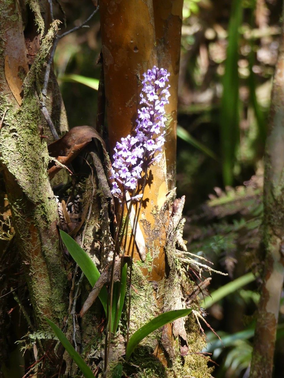Cynorkis squamosa habit