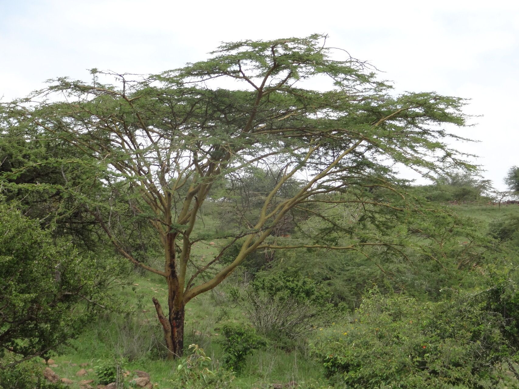 Vachellia kirkii habit
