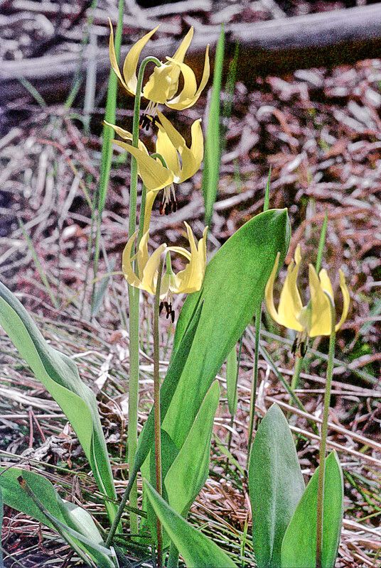 Erythronium grandiflorum flower