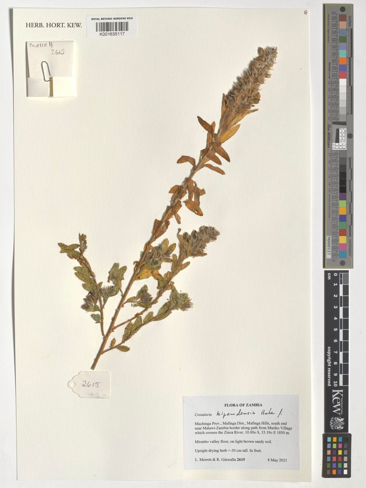 Crotalaria kipandensis — houseplant care guide