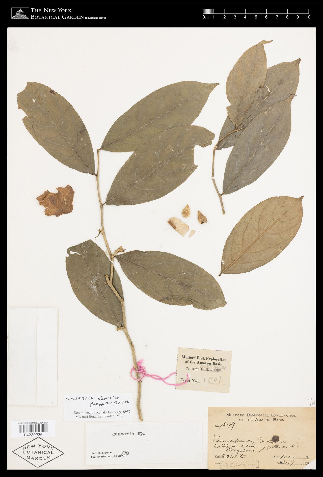 Casearia obovalis leaf