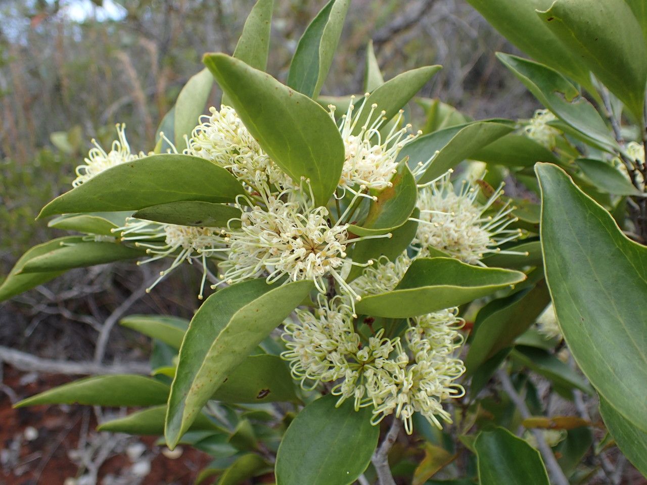 Stenocarpus comptonii — related species from the same genus