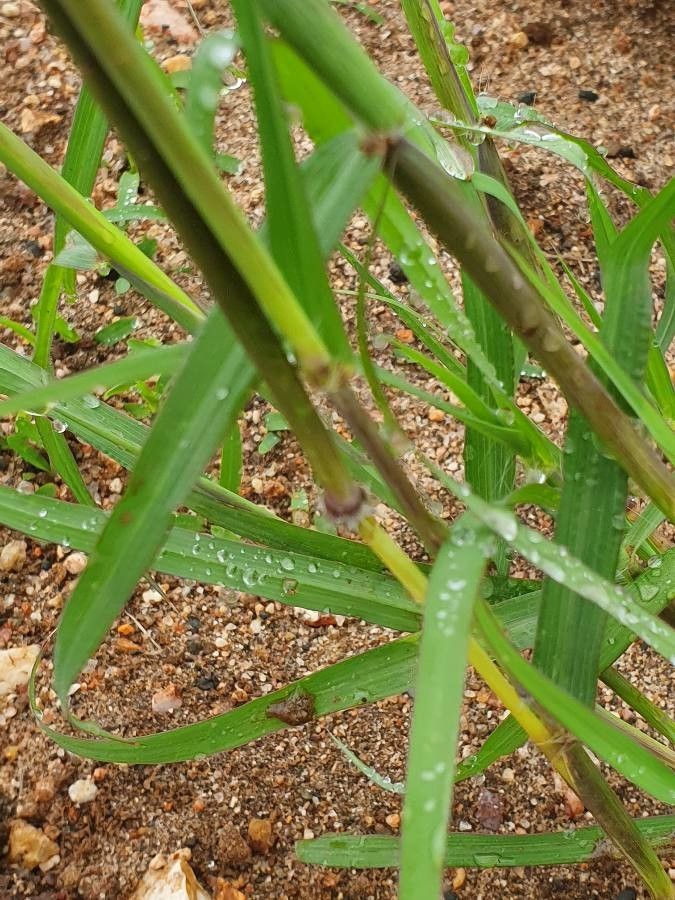 Bothriochloa insculpta leaf