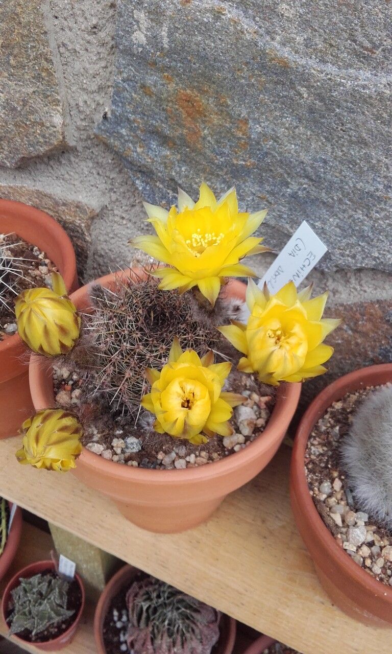 Echinopsis aurea bark