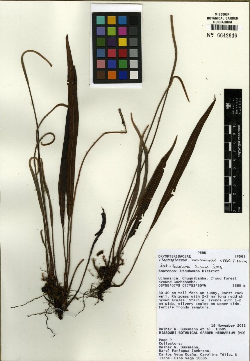 Elaphoglossum laminarioides other