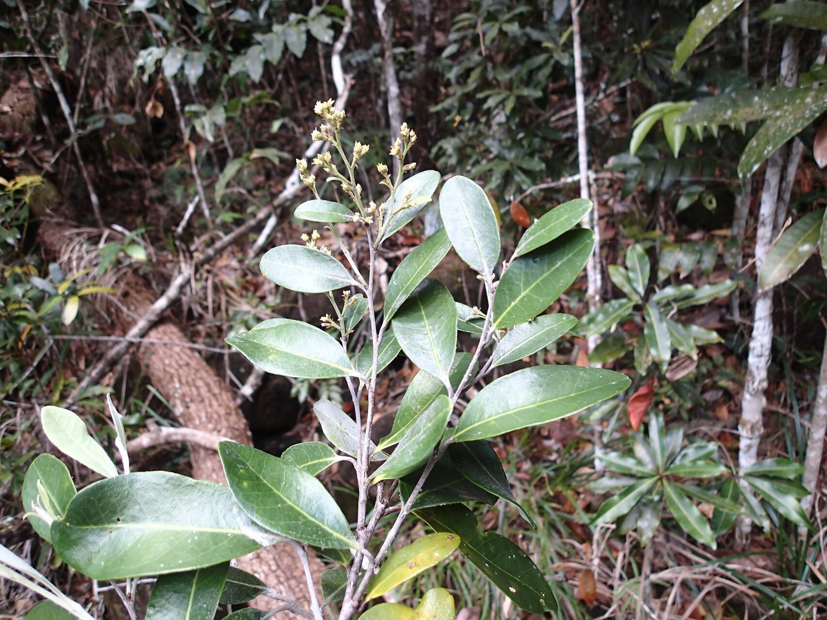 Hunga gerontogea habit