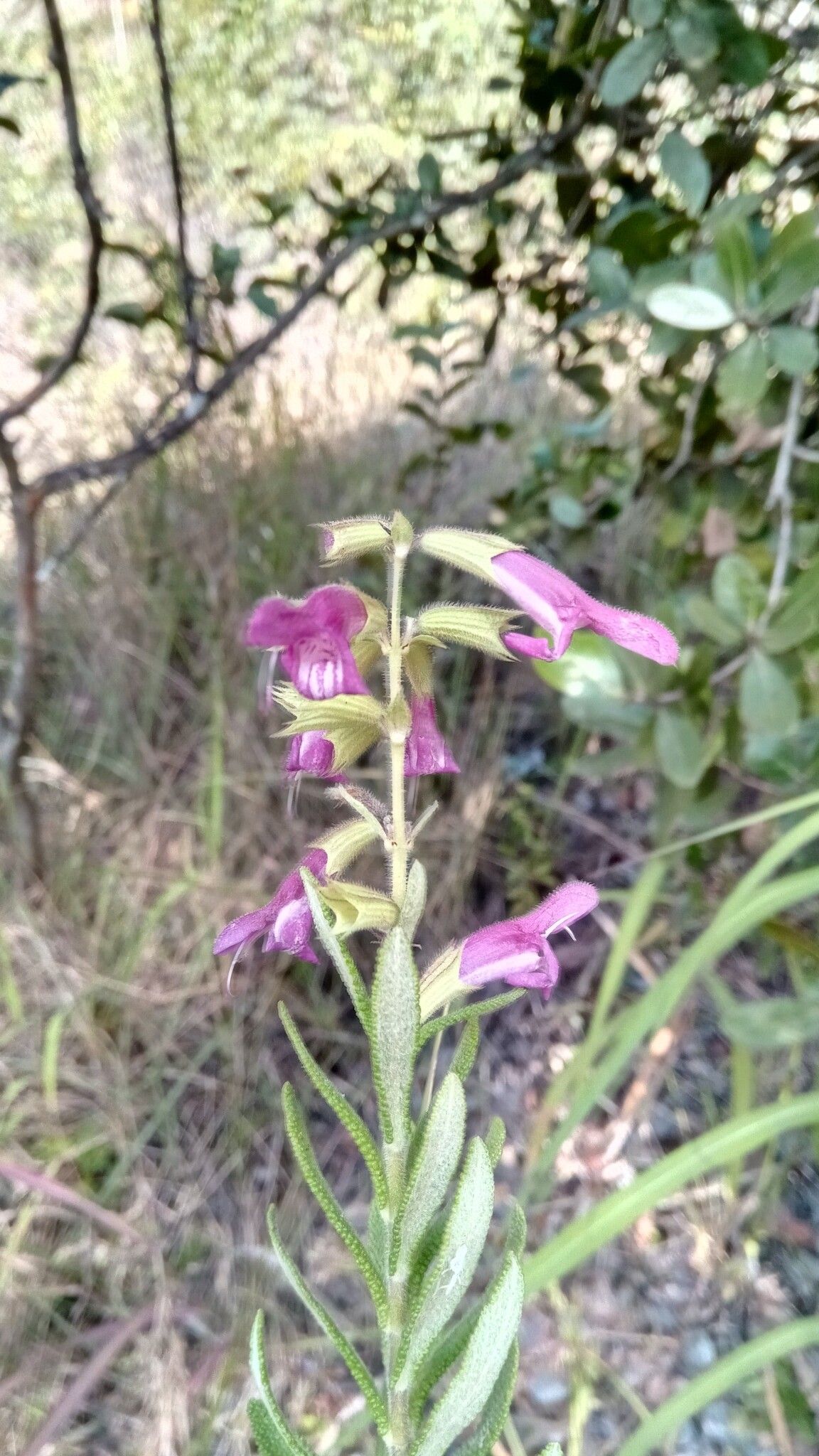 Salvia sessilifolia — houseplant care guide