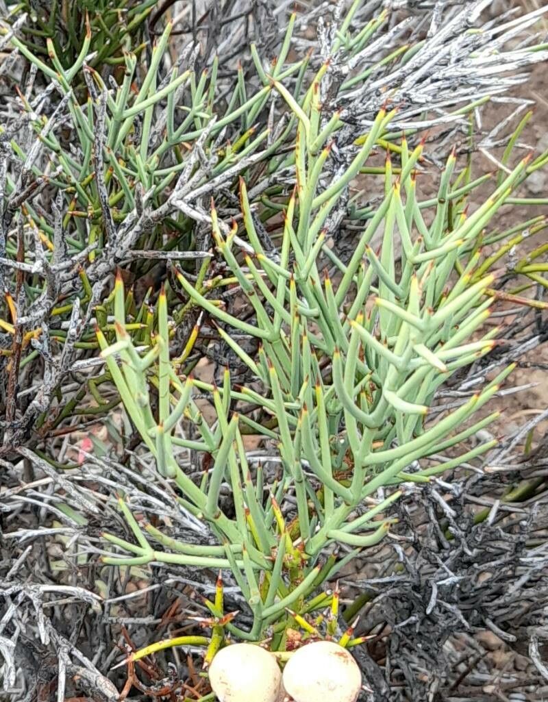Retanilla patagonica — related species from the same genus