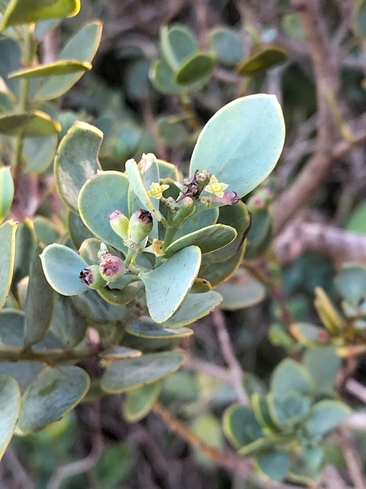 Osyris compressa — related species from the same genus