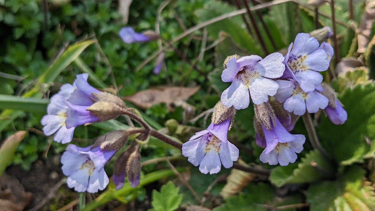 Haberlea rhodopensis flower
