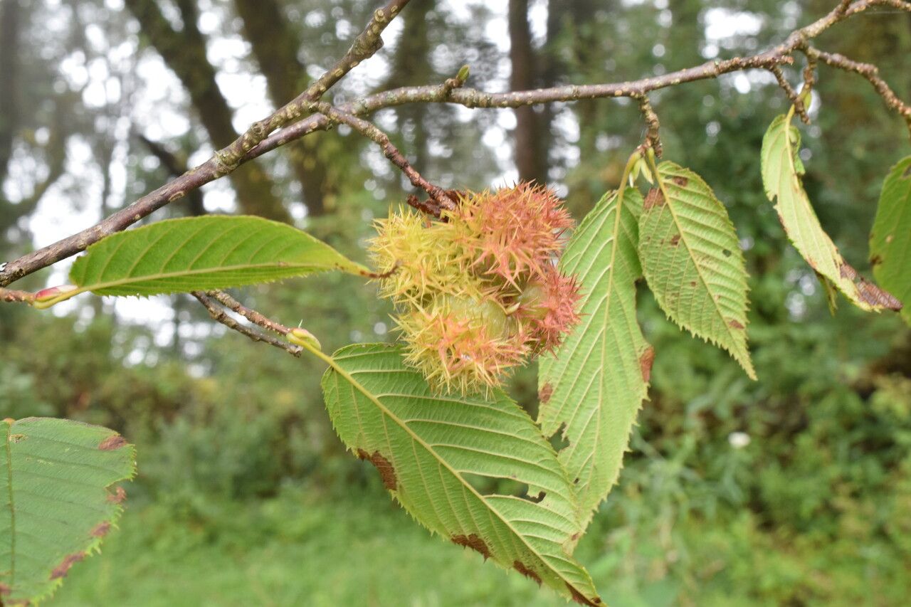 Corylus ferox habit